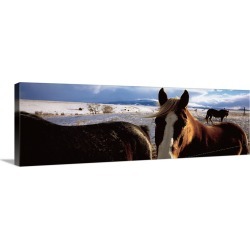 Large Gallery-Wrapped Canvas Wall Art Print 36 x 12 entitled Horses in a field, Montana
