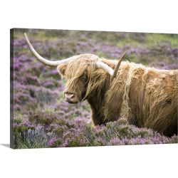 Large Solid-Faced Canvas Print Wall Art Print 30 x 20 entitled Highland cow grazing among heather, Isle of Skye, Highlands...