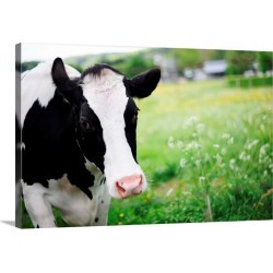 Large Gallery-Wrapped Canvas Wall Art Print 24 x 16 entitled A Cow In Field