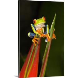 Large Solid-Faced Canvas Print Wall Art Print 20 x 30 entitled Close up of a Red Eyed Tree frog (Agalychnis callidryas) si...