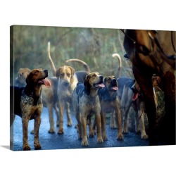 Large Gallery-Wrapped Canvas Wall Art Print 30 x 20 entitled Hunting With Foxhounds, County Galway, Ireland