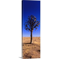 Large Gallery-Wrapped Canvas Wall Art Print 12 x 36 entitled Joshua tree (Yucca brevifolia) in a field, California