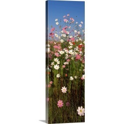 Large Gallery-Wrapped Canvas Wall Art Print 12 x 36 entitled Mexican asters Cosmos bipinnatus blooming in a field South Af...