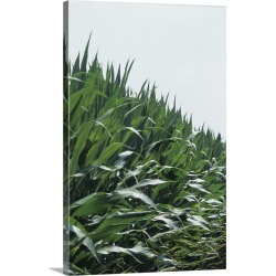 Large Solid-Faced Canvas Print Wall Art Print 20 x 30 entitled Corn field