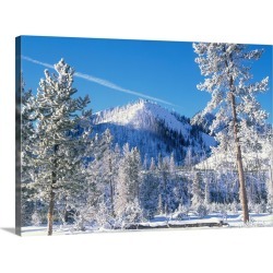 Large Gallery-Wrapped Canvas Wall Art Print 30 x 22 entitled Pine (Pinus sp) trees covered with snow in winter, Yellowston...