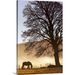 Large Gallery-Wrapped Canvas Wall Art Print 20 x 30 entitled A Horse Grazing In A Field, Northumberland, England