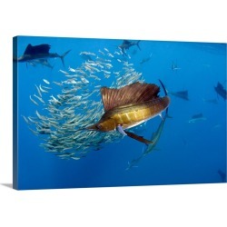 Large Gallery-Wrapped Canvas Wall Art Print 30 x 20 entitled Atlantic Sailfish group hunting Round Sardinella, Mexico