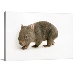 Large Solid-Faced Canvas Print Wall Art Print 36 x 24 entitled A young common wombat, Vombatus ursinus, at the Healesville... found on Bargain Bro from Great Big Canvas for USD $201.39