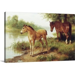 Large Solid-Faced Canvas Print Wall Art Print 30 x 20 entitled A Mare And Her Foal By Basil Bradley