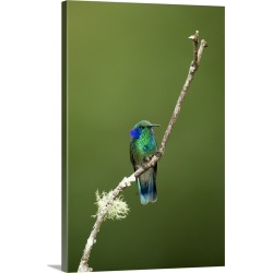 Large Solid-Faced Canvas Print Wall Art Print 20 x 30 entitled Close up of a Green Violetear hummingbird (Colibri thalassi...