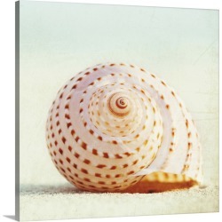 Large Gallery-Wrapped Canvas Wall Art Print 16 x 16 entitled Seashell Voices