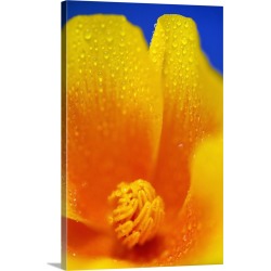 Large Solid-Faced Canvas Print Wall Art Print 20 x 30 entitled Close Up Of A Poppy With Dew On The Petals; Happy Valley, O...
