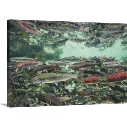 Large Gallery-Wrapped Canvas Wall Art Print 30 x 20 entitled Alaska, Katmai National Park, spawning Chum and Red Salmon in...