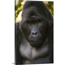 Large Solid-Faced Canvas Print Wall Art Print 20 x 30 entitled Close up of a Mountain gorilla (Gorilla beringei beringei