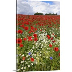 Large Solid-Faced Canvas Print Wall Art Print 20 x 30 entitled Field with flowering Red Poppies (Papaver rhoeas) and other...