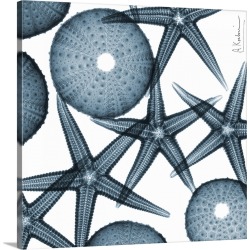 Large Solid-Faced Canvas Print Wall Art Print 20 x 20 entitled Starfish I x-ray photography