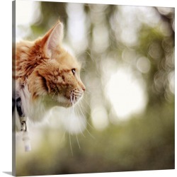 Large Solid-Faced Canvas Print Wall Art Print 20 x 20 entitled A beautiful and cute cat with red fur and a bokeh background.