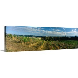 Large Solid-Faced Canvas Print Wall Art Print 48 x 16 entitled Vines in a field, Elk Cove, Newberg, Yamhill County, Oregon