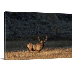 Large Gallery-Wrapped Canvas Wall Art Print 30 x 20 entitled A bull elk stands in a prairie and looks at the camera