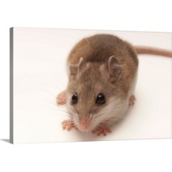 Large Solid-Faced Canvas Print Wall Art Print 30 x 20 entitled A rare male Alabama beach mouse, Peromyscus polionotus ammo...