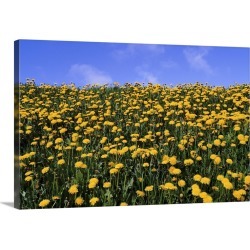 Large Gallery-Wrapped Canvas Wall Art Print 30 x 20 entitled Close-up of dandelion flowers in a field, Iceland