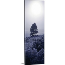 Large Solid-Faced Canvas Print Wall Art Print 16 x 48 entitled Frost Ponderosa Pine MT