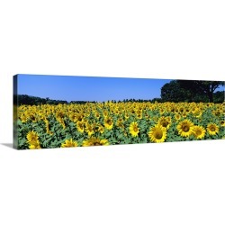 Large Gallery-Wrapped Canvas Wall Art Print 36 x 12 entitled Sunflowers in a field, Provence, France