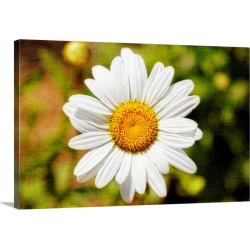 Large Solid-Faced Canvas Print Wall Art Print 30 x 20 entitled Daisy on Canvas