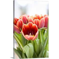 Large Solid-Faced Canvas Print Wall Art Print 20 x 30 entitled Close Up Of A Bunch Of Tulips