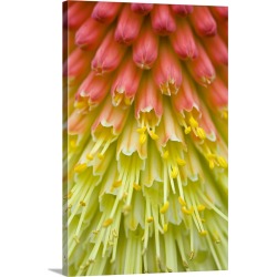 Large Solid-Faced Canvas Print Wall Art Print 20 x 30 entitled Close Up Of Flower Stamen