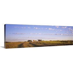 Large Gallery-Wrapped Canvas Wall Art Print 36 x 12 entitled Cattle grazing in a field, Kansas