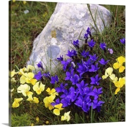 Large Solid-Faced Canvas Print Wall Art Print 20 x 20 entitled Italy, Pansy and Gentianella flowers