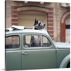 Large Gallery-Wrapped Canvas Wall Art Print 16 x 16 entitled Great Dane sticking its head out of the sunroof of a Volkswagen