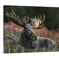 Large Solid-Faced Canvas Print Wall Art Print 45 x 36 entitled Recumbent Moose found on Bargain Bro from Great Big Canvas for USD $417.99