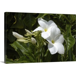 Large Solid-Faced Canvas Print Wall Art Print 30 x 20 entitled Aruba, Palm Beach, white flowers