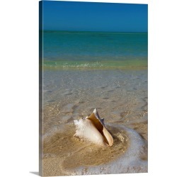 Large Gallery-Wrapped Canvas Wall Art Print 16 x 24 entitled Florida, Florida Keys, Conch shell on sandy beach, Key West
