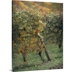 Large Solid-Faced Canvas Print Wall Art Print 24 x 30 entitled Grape vines in a vineyard, Piedmont, Italy