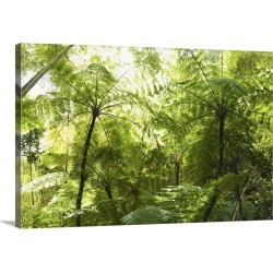Large Solid-Faced Canvas Print Wall Art Print 30 x 20 entitled Puerto Rico, canopy of trees filtering the sunlight as it p...