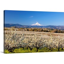 Large Gallery-Wrapped Canvas Wall Art Print 30 x 20 entitled Hood River Valley And Spring Blossoms With Mt. Hood. Oregon