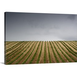 Large Solid-Faced Canvas Print Wall Art Print 30 x 20 entitled Potato Field