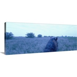 Large Gallery-Wrapped Canvas Wall Art Print 48 x 19 entitled Horse in a field, Illinois