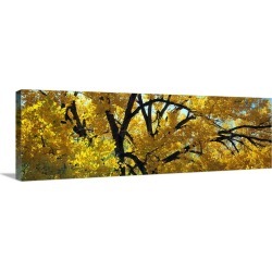 Large Solid-Faced Canvas Print Wall Art Print 48 x 16 entitled Cottonwood Trees Taos NM