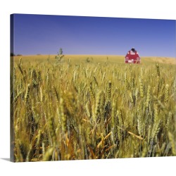 Large Gallery-Wrapped Canvas Wall Art Print 24 x 19 entitled Red barn in a wheat field, Palouse, Washington State