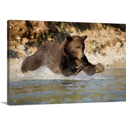 Large Gallery-Wrapped Canvas Wall Art Print 30 x 20 entitled Grizzly Bear Hunting Spawning Salmon In River At Kinak Bay