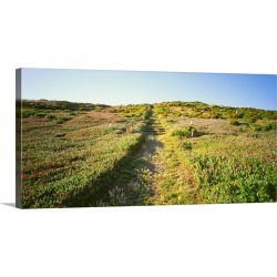 Large Gallery-Wrapped Canvas Wall Art Print 24 x 12 entitled Pathway in a field, Anacapa Island, Channel Islands National ...