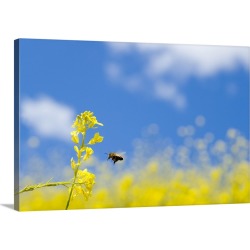Large Solid-Faced Canvas Print Wall Art Print 30 x 20 entitled Bee and field mustard, Lafayette Reservoir, Lafayette, Cali...