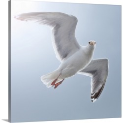 Large Gallery-Wrapped Canvas Wall Art Print 20 x 20 entitled Seagull looks straight into camera from sky.