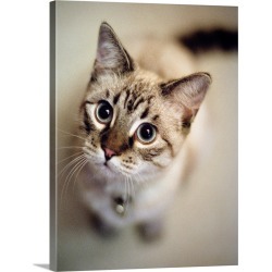 Large Gallery-Wrapped Canvas Wall Art Print 23 x 30 entitled Young cat wearing bell looks up at camera in Tualatin, Oregon.