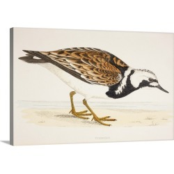 Large Solid-Faced Canvas Print Wall Art Print 30 x 20 entitled A Turnstone, From A 19th Century Print Circa 1877