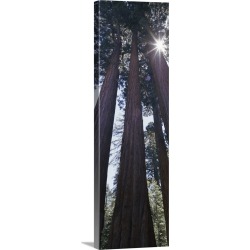 Large Solid-Faced Canvas Print Wall Art Print 16 x 48 entitled Sequoia National Park CA
